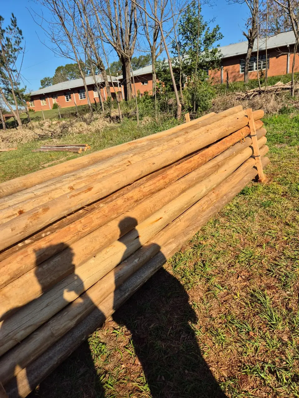 Varas y Rollizos de Eucalipto - imagen 2