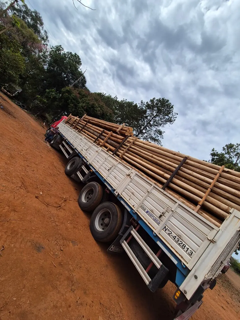 Varas y Rollizos de Eucalipto - imagen 3